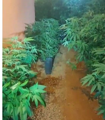 Plantação com 600 pés de maconha é descoberta em propriedade rural de Alto Paraíso; homem é preso